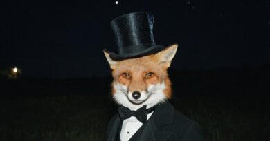 Nottingham Fox Refuses Anything But Waitrose Leftovers